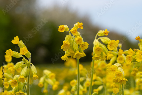 Close Up Low Angle View of Yellow Flowering Cowslips n Green Grass Field