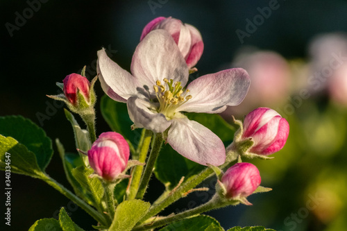 Apfelblüte photo