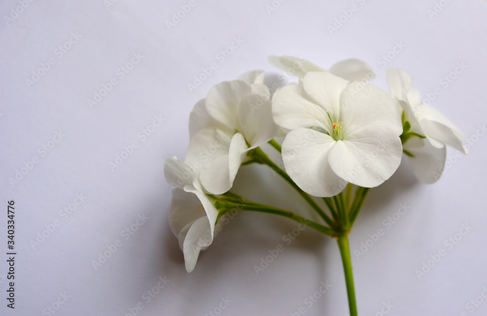White Pelargonium flowers on a white background in isolation. Beautiful elegant composition. Top view. Minimal art White Pelargonium flowers on a white background in isolation. Beautiful elegant composition. Top view. Minimal art