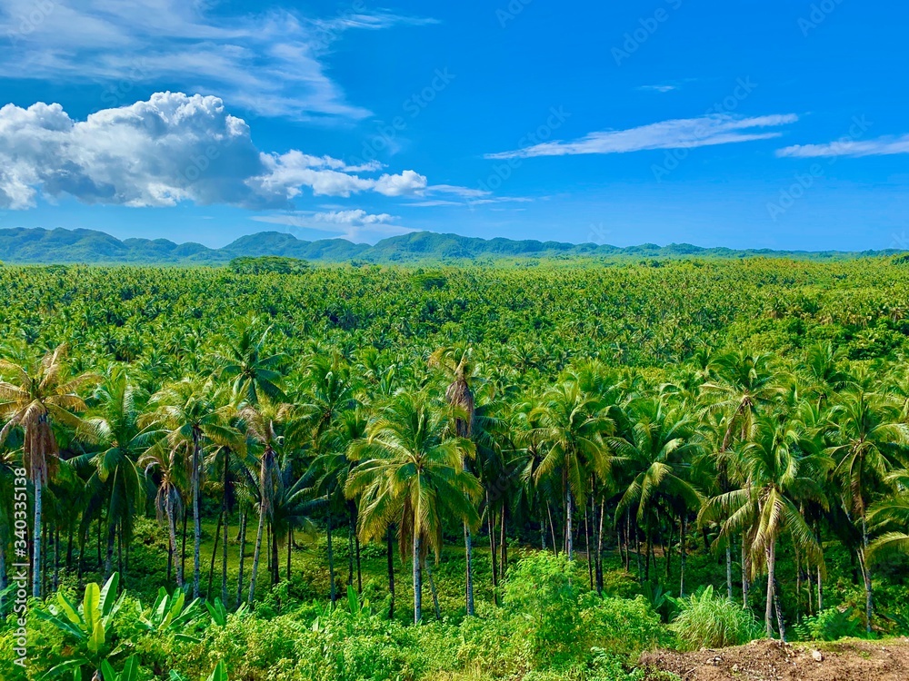 field of coconut trees