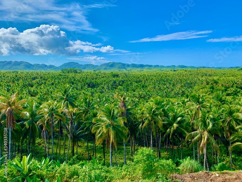 field of coconut trees