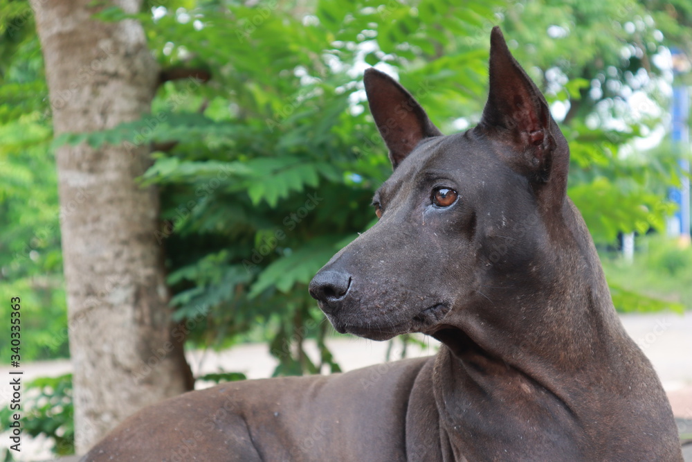 A black, short haired, female dog, looking at something