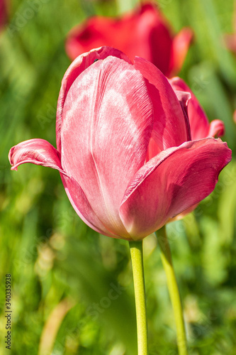 A close up of a pink tulip