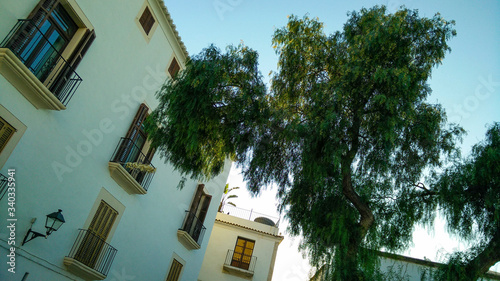 Courtyard with eucalyptus tree in Ibiza town Eivissa  Spain