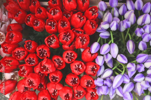 Top view on beautiful bunch of blooming red and unusual purple tulip flowers at flower market in Amsterdam. Flower shop. Spring background. Mother's day bouquet or postcard. 