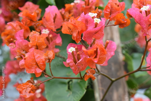 flores, rojo, naturaleza 