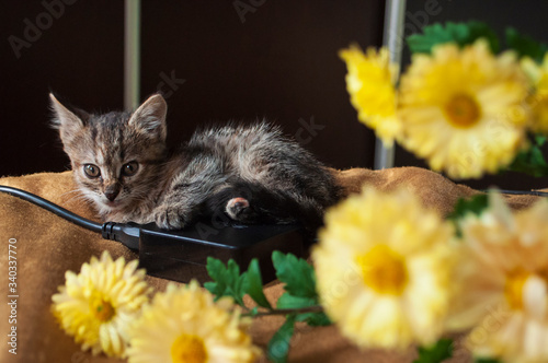 Fototapeta Naklejka Na Ścianę i Meble -  Beautiful tricolor kitten with blue eyes is sweetly laying on the gold bedcover and looking forward. Yellow flowers of chrysanthemum are around. Pet in the home