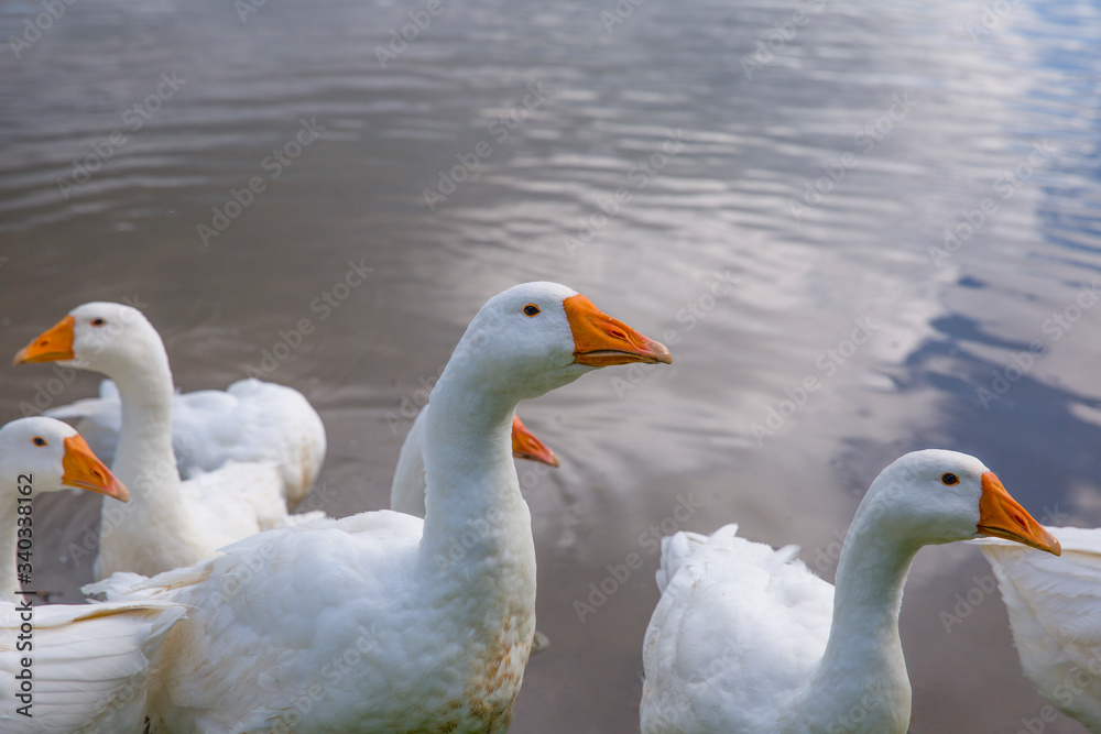 Fototapeta premium Domestic white geese on the lake. Summer village landscape.