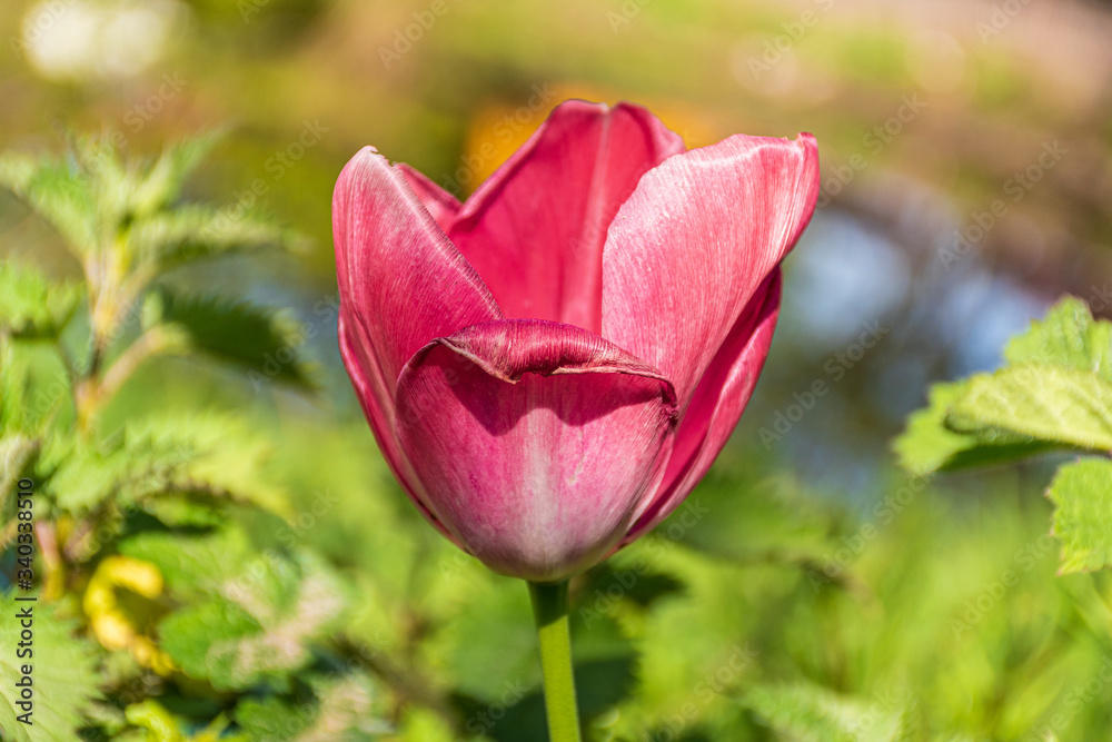 A close up of a pink tulip
