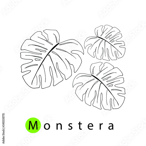 Monstera leaves hand-drawn. Simple linear illustration.