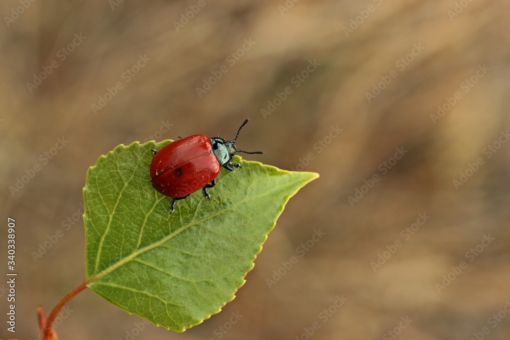 Pappelblattkäfer (Chrysomela populi) auf Pappelblatt