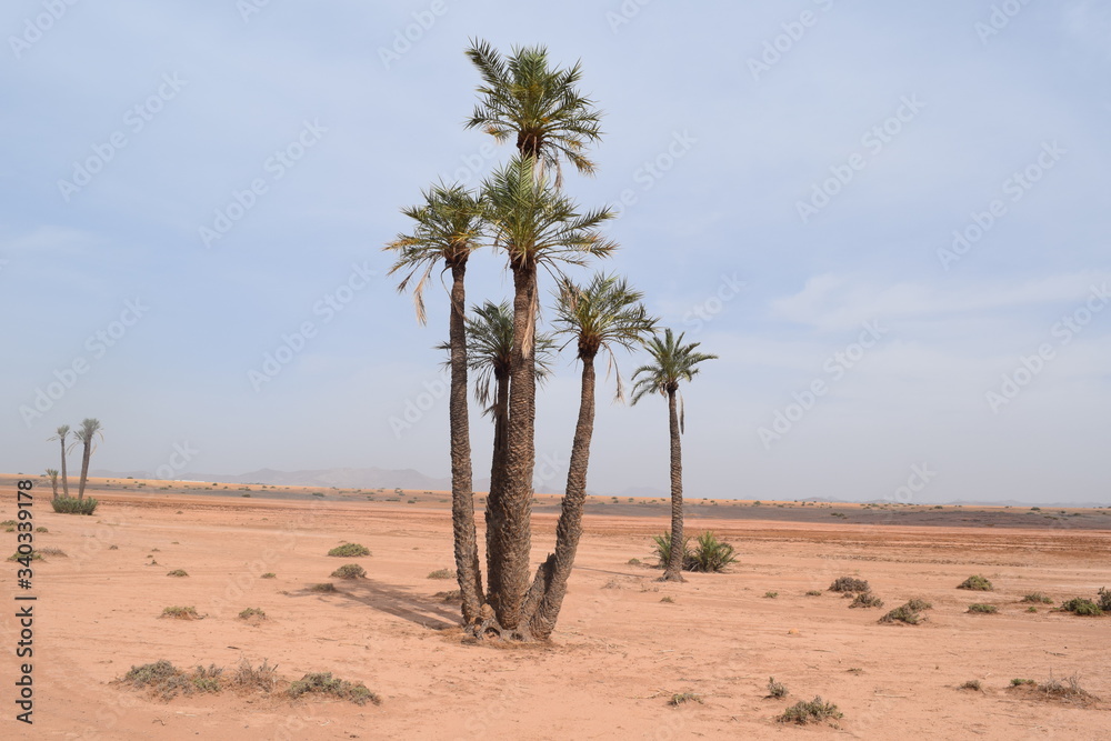 Palm tree in hot desert sun.