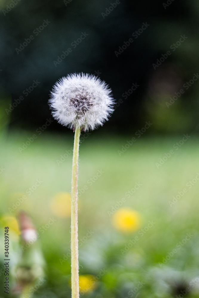 Pollen de pissenlit en prairie