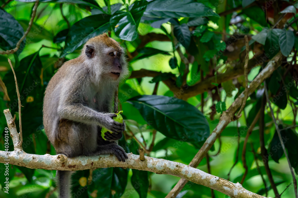 Long tailed macaque while eating fruits and sitting on a tree branch Long tailed macaque while eating fruits and sitting on a tree branch