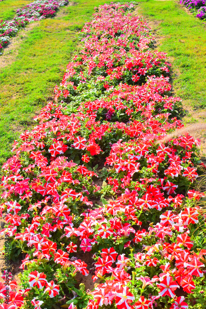 flowers in the park