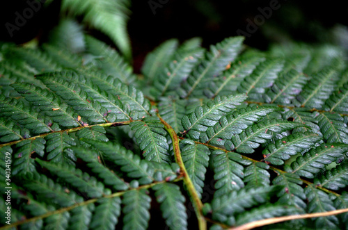 Silver fern leaf at New Zealand's forests