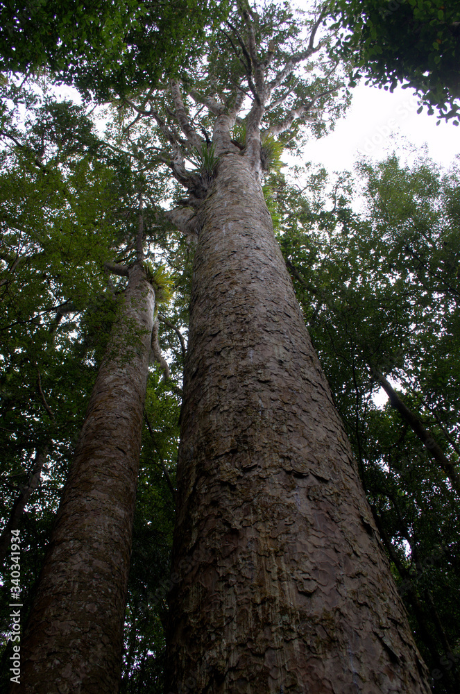 Waipoa Forest, This forest is the home of Tane Mahuta,the New Zealand's largest kauri tree
