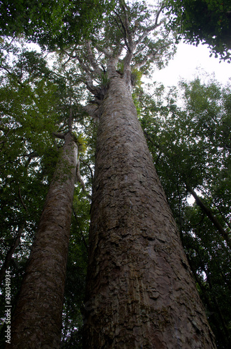 Waipoa Forest, This forest is the home of Tane Mahuta,the New Zealand's largest kauri tree photo
