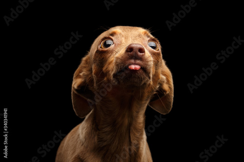 Funny Portrait of Toy Terrier with showing tongue looking up isolated on black background  want lick