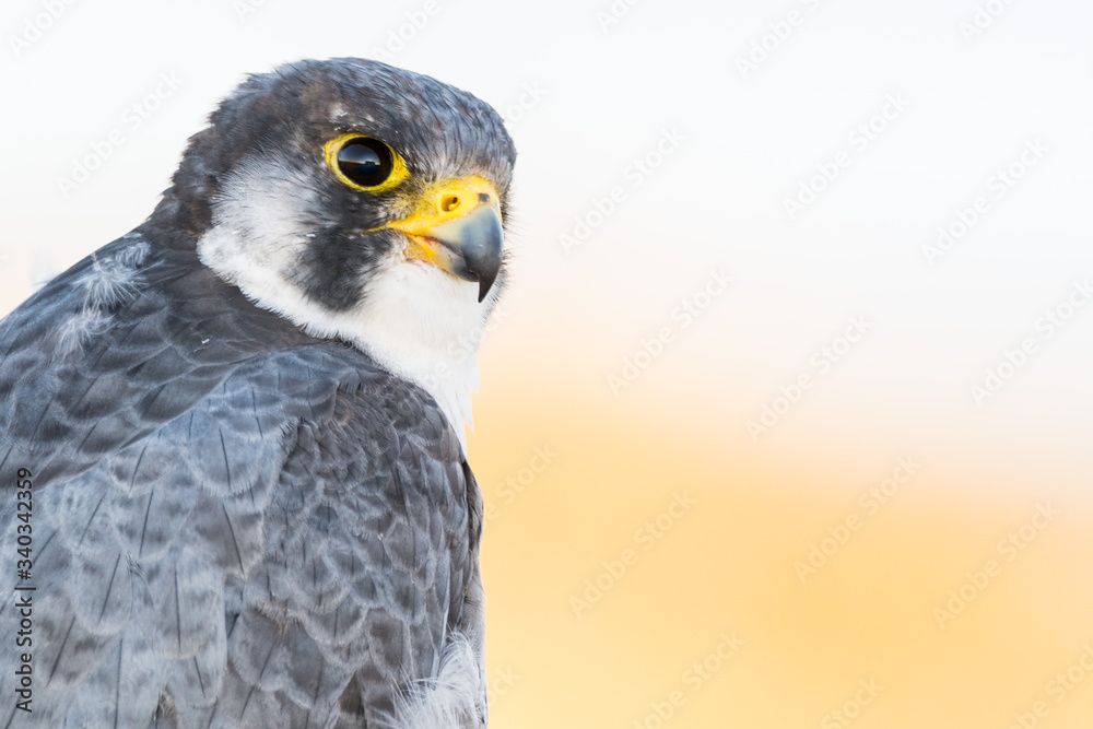 Obraz premium A close up portrait of a wild nordic peregrine falcon (Falco peregrinus calidus)