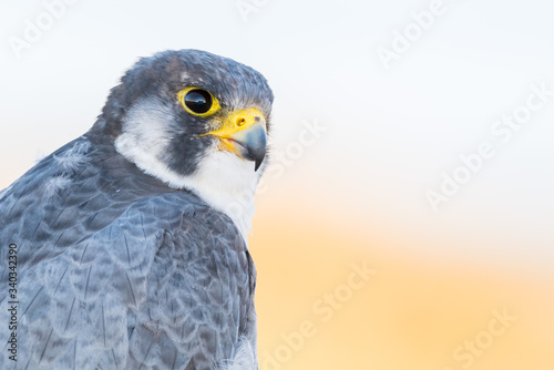 A close up portrait of a wild nordic peregrine falcon  Falco peregrinus calidus 