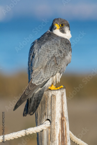 A northern peregrine falcon  Falco peregrinus calidus  in a pole with a rope.