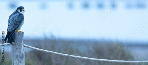 A northern peregrine falcon (Falco peregrinus calidus) in a pole with a rope. photo