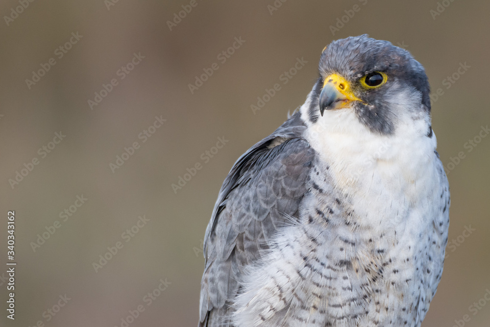 Obraz premium A close up portrait of a wild nordic peregrine falcon (Falco peregrinus calidus)