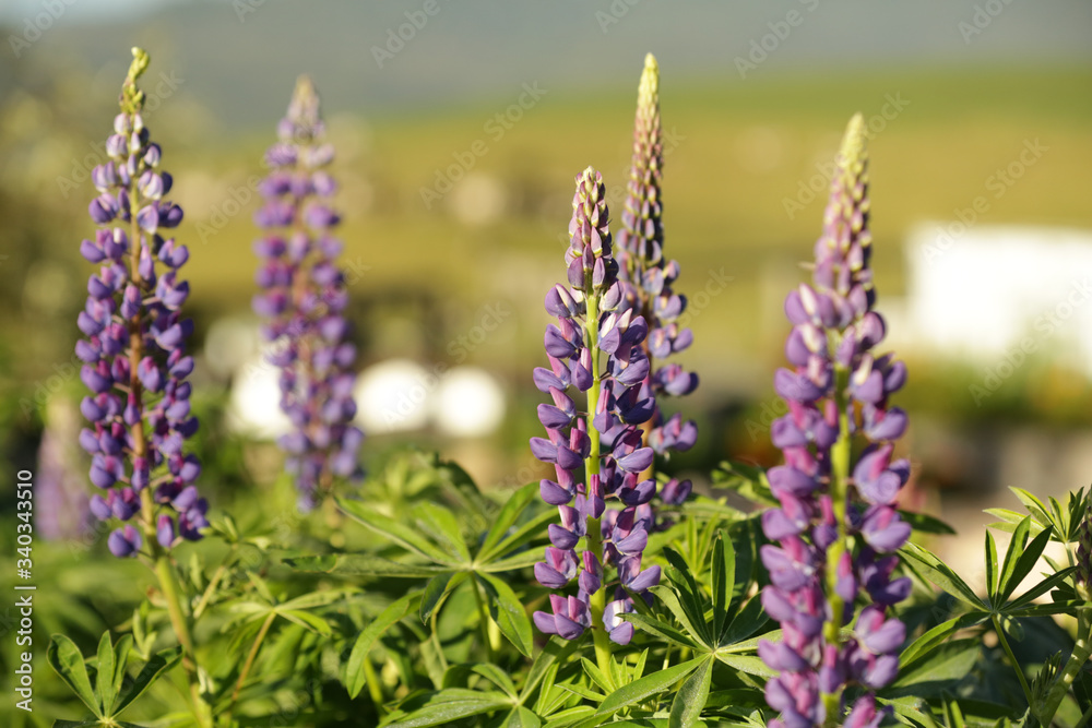 lavender lavender