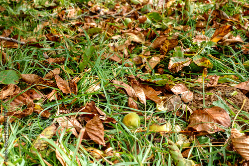 fallen walnuts in the grass