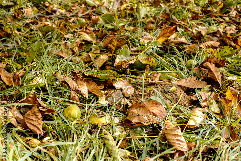 Fototapeta premium fallen walnuts in the grass