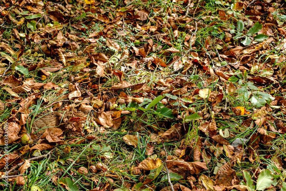fallen walnuts in the grass fallen walnuts in the grass