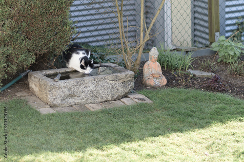 Black and white cat drinking from trug