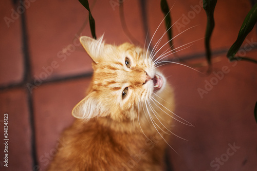 Foto Cat meowing