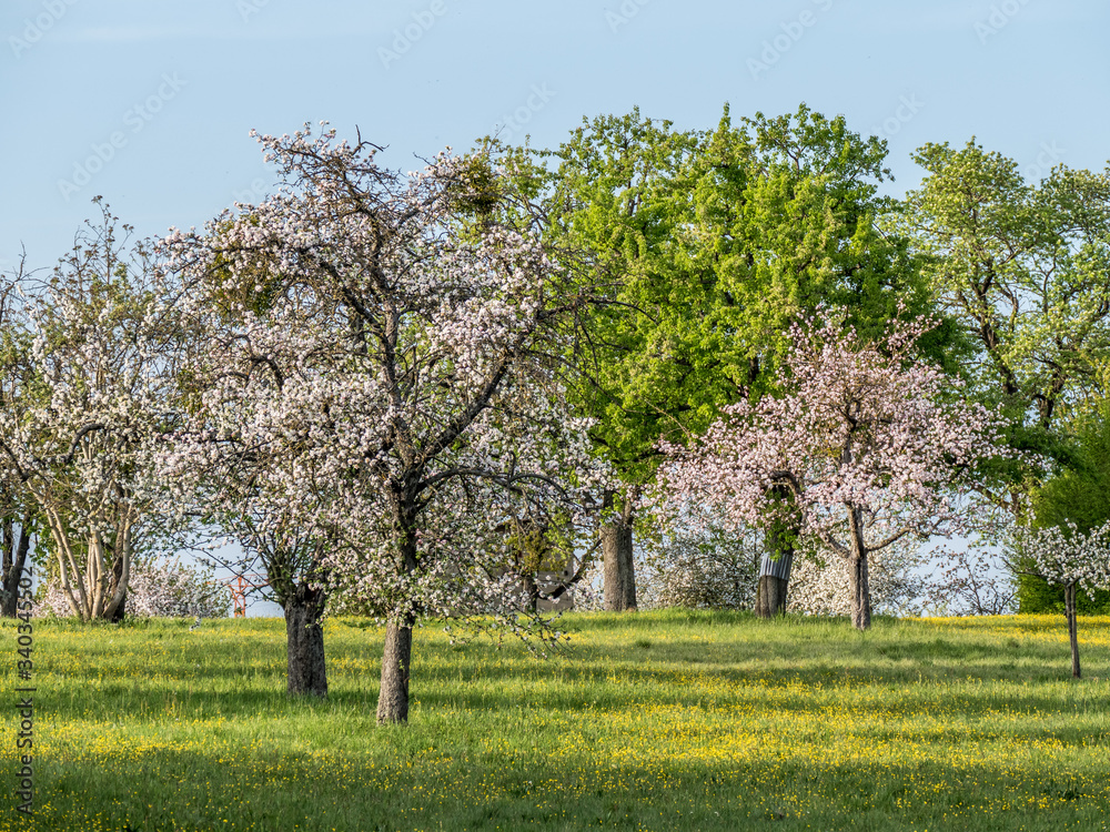 Naklejka premium Streuobstwiese im Frühjahr