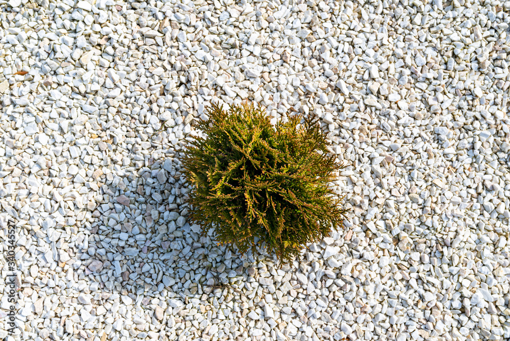 Fototapeta premium A small rocky area in front of the house with a plant inside and white decorative pebbles, top view.