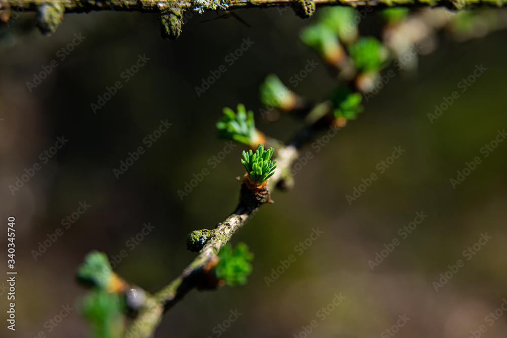 young larix larch branch close up young larix larch branch close up