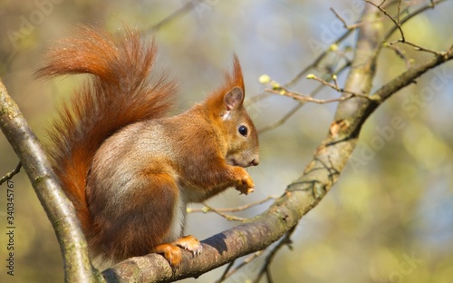 Ein rotes eurasisches Eichhörnchen sitzt im Frühling auf einem Ast und knabbert an einer Nuss, sciurus vulgaris © Martin