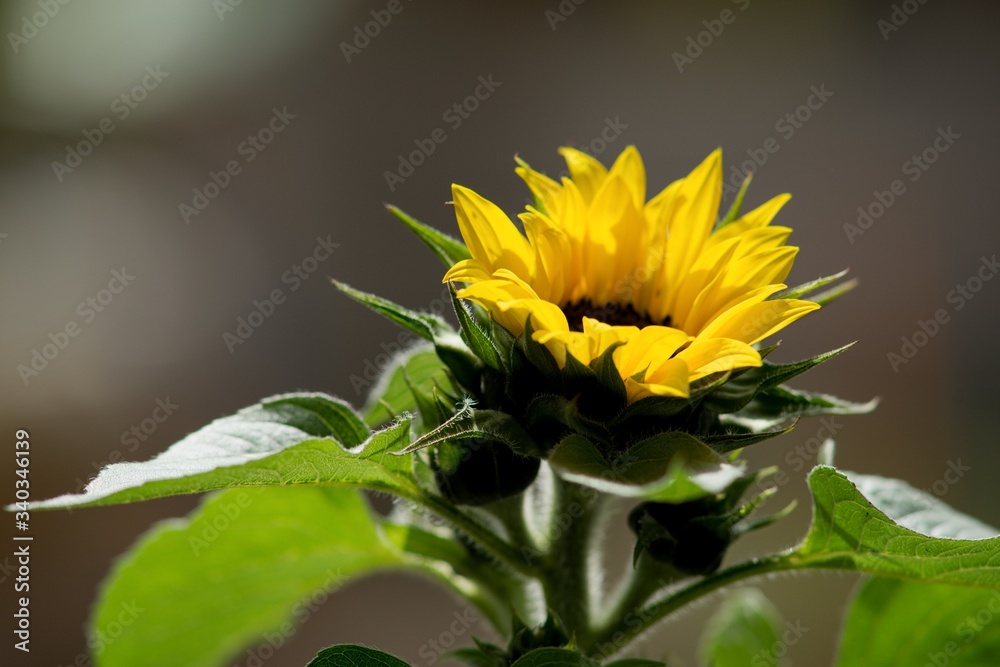 Young sunflower with yellow flower and green leaves on background. Young sunflower with yellow flower and green leaves on background.