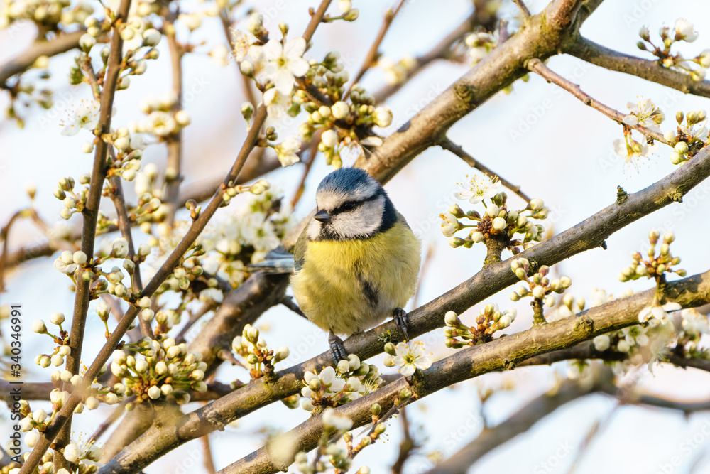 Blue Tit (Cyanistes caeruleus) perched in a tree in bloom, taken in London, England Blue Tit (Cyanistes caeruleus) perched in a tree in bloom, taken in London, England