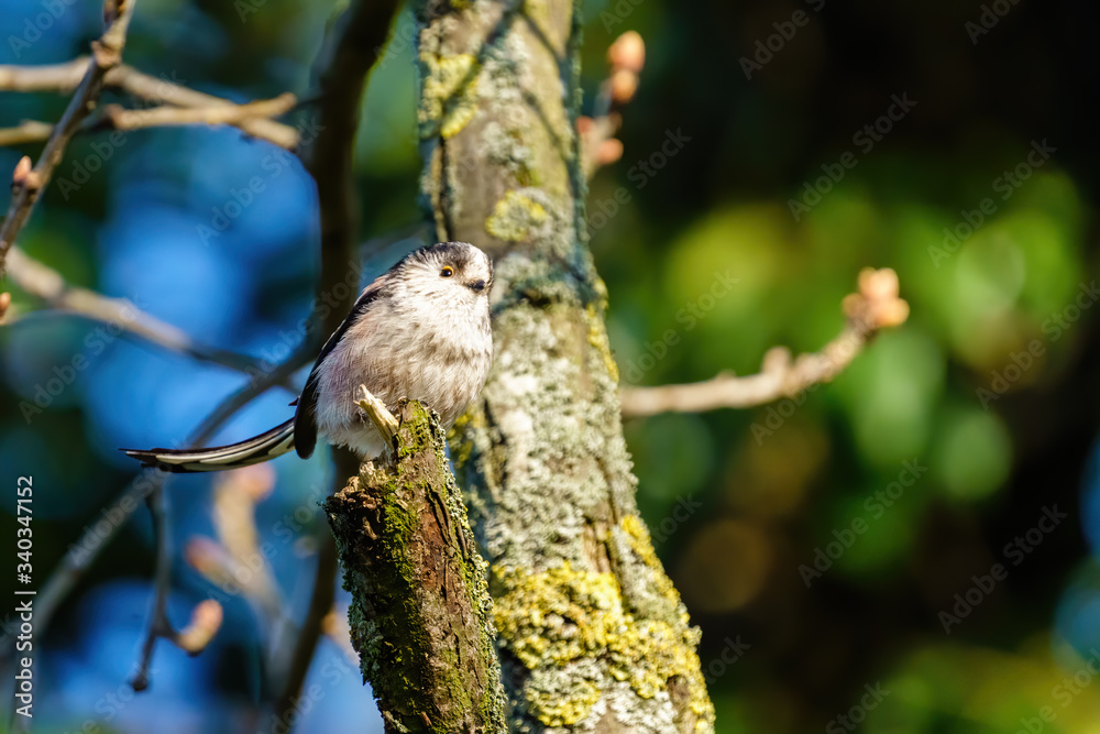 Obraz premium Long-tailed tit (Aegithalos caudatus) perched on a twig, taken in London, England
