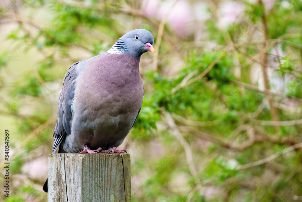 Common Wood Pigeon (Columba palumbus) sitting on wood psot with head cocked to the side, taken in West London, England Common Wood Pigeon (Columba palumbus) sitting on wood psot with head cocked to the side, taken in West London, England