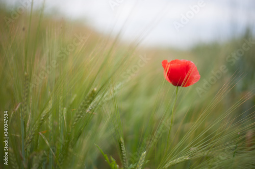 Poppy in the grass