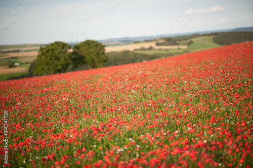 Field of red poppies