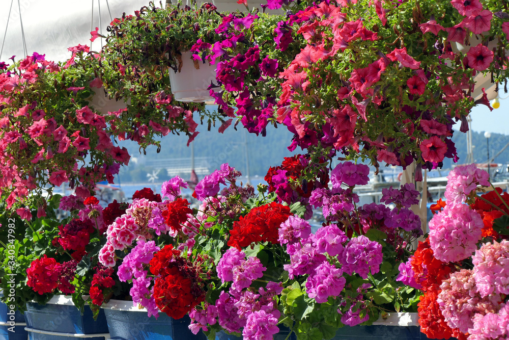 Frame of purple, red and pink geraniums