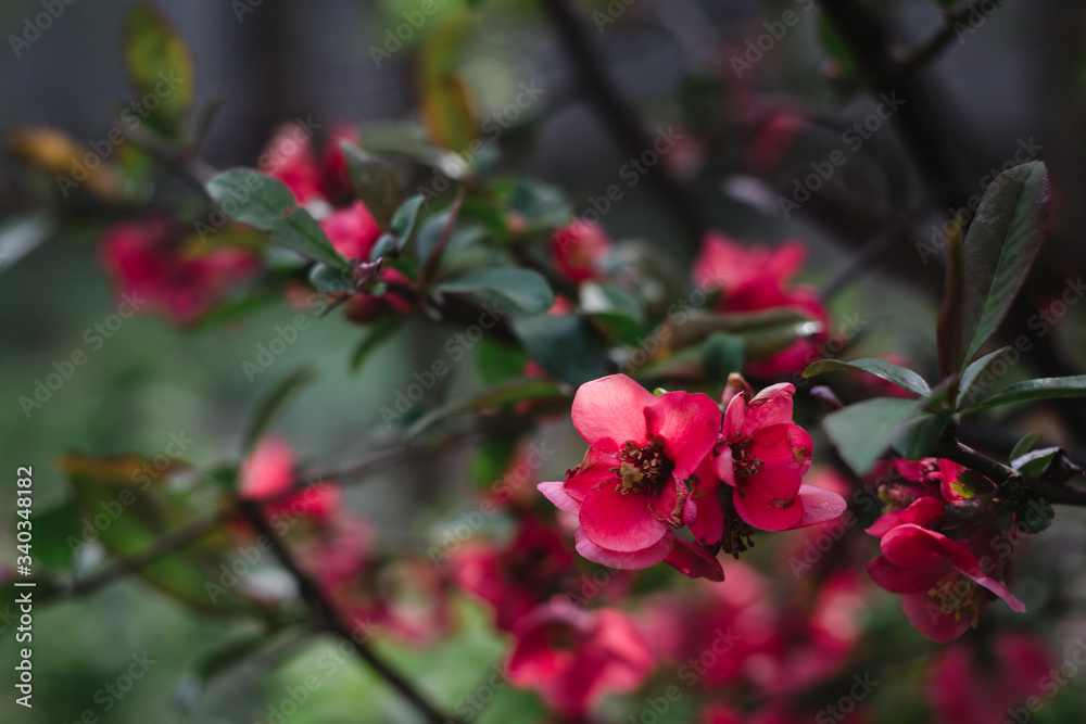 Beautiful pink flowers, Bush with red flowers Beautiful pink flowers, Bush with red flowers
