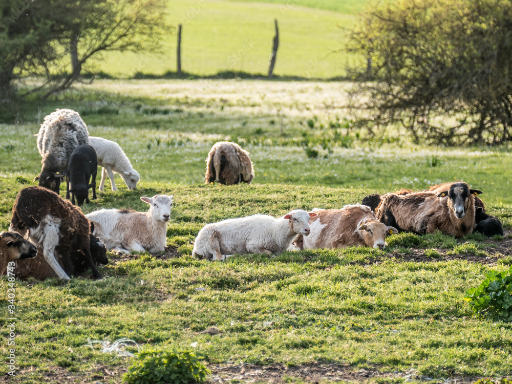 Obraz premium Schafe auf der Weide