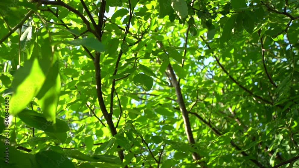 Closeup view video of many bright sunny green leaves growing at branches of summer trees isolated at blue sky background. Closeup view video of many bright sunny green leaves growing at branches of summer trees isolated at blue sky background.