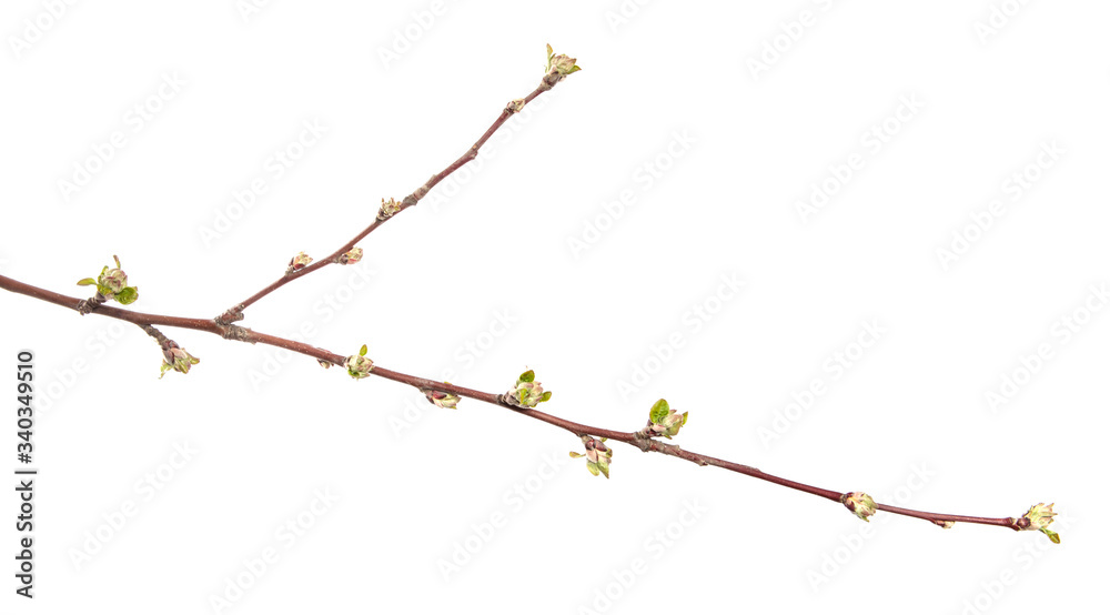 Apple tree branch on an isolated white background. Fruit tree sprout with leaves isolate.