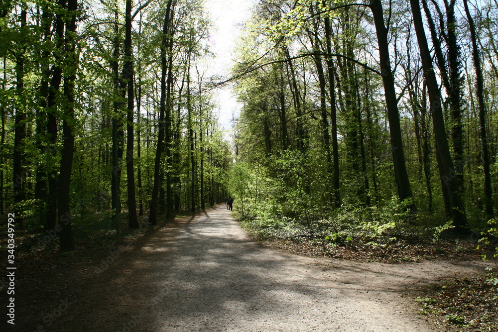 Fototapeta premium walkers and athletes in the forest
